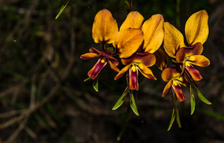Donkey Orchids Margaret RIver walking tours 768x489