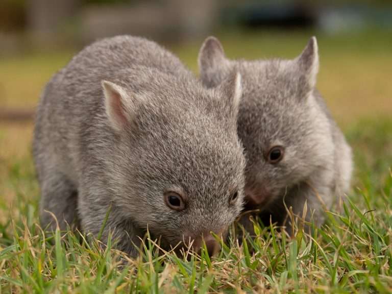 Adorable wombats (orphans) Adorable wombats (orphans)