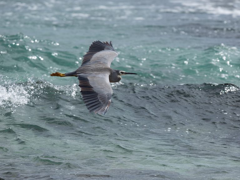 White-faced Heron White-faced Heron
