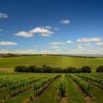 Retreats Australia SA - Wine and business