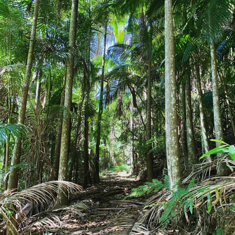 A2677EEB 0493 445F A34F 5B4E9A7B4EBE 768x768