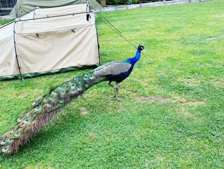 2CAB282A 4078 4195 A746 EE4EFCC8671E 768x578