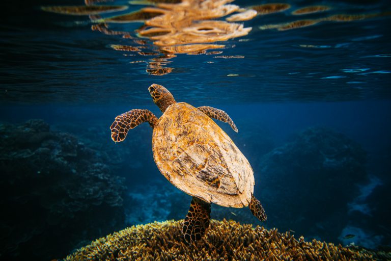 Copy of WIL01004 768x512