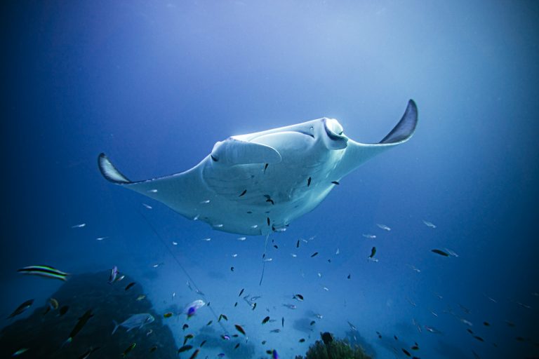 Copy of WIL09553 768x512