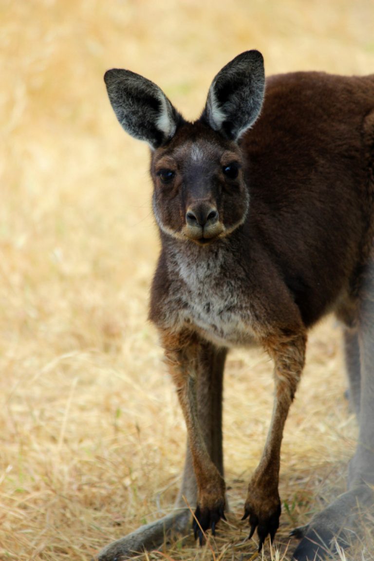 curious kangaroo 768x1152
