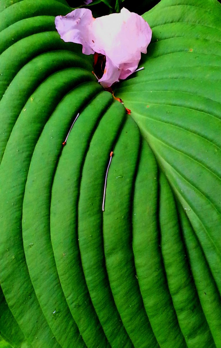 petal in paradise 768x1209