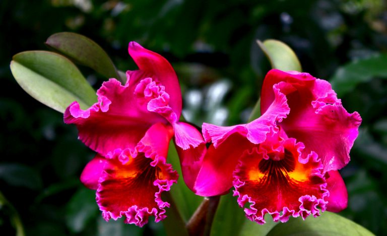 pink orchid 768x468