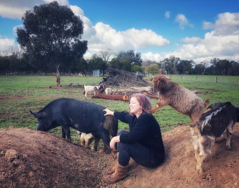 Pigs and goats 768x605