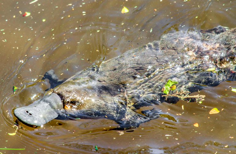 Tin Dragons Platypus 4 mod 3x2 1 768x502