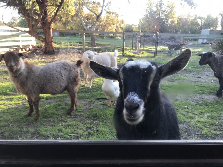 Goats looking in 768x576