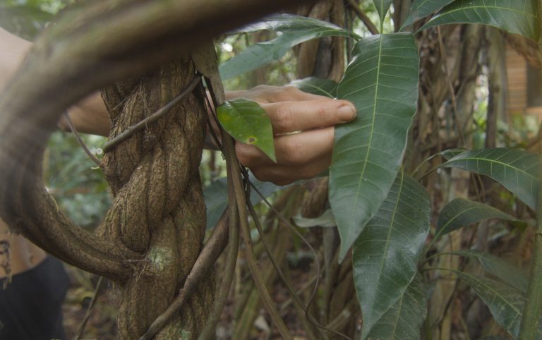 03 wanay community ayahuasca retreat center 768x482