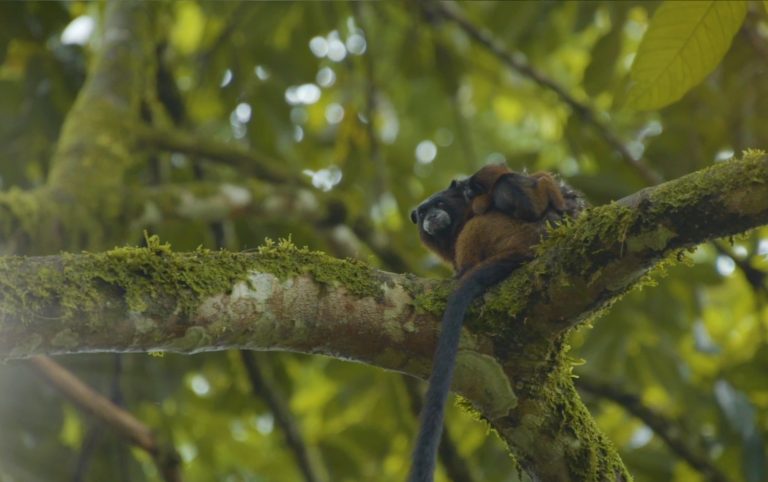 14 wanay community ayahuasca retreat center 768x482