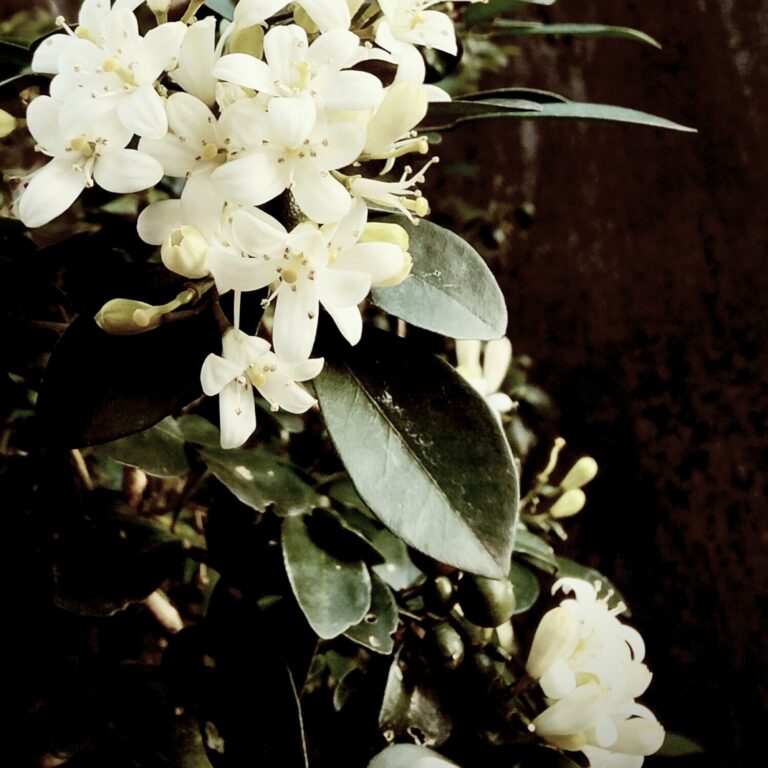 IMG 20250919 213234 768x768