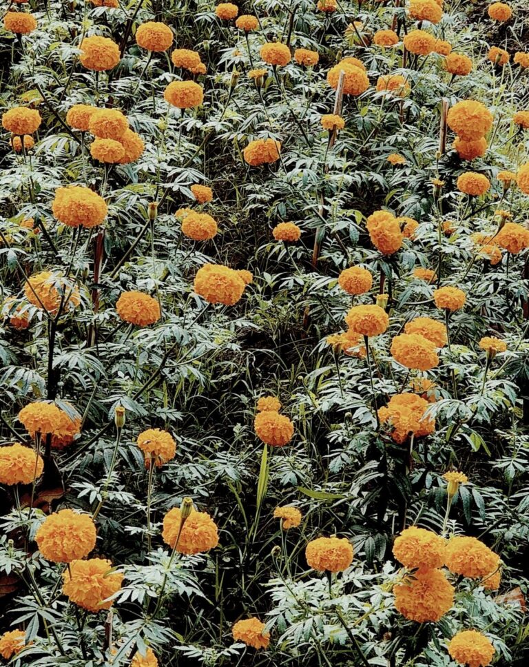 IMG 20250919 213447 min 768x968