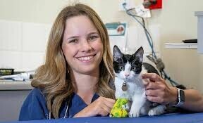 pet desexing5