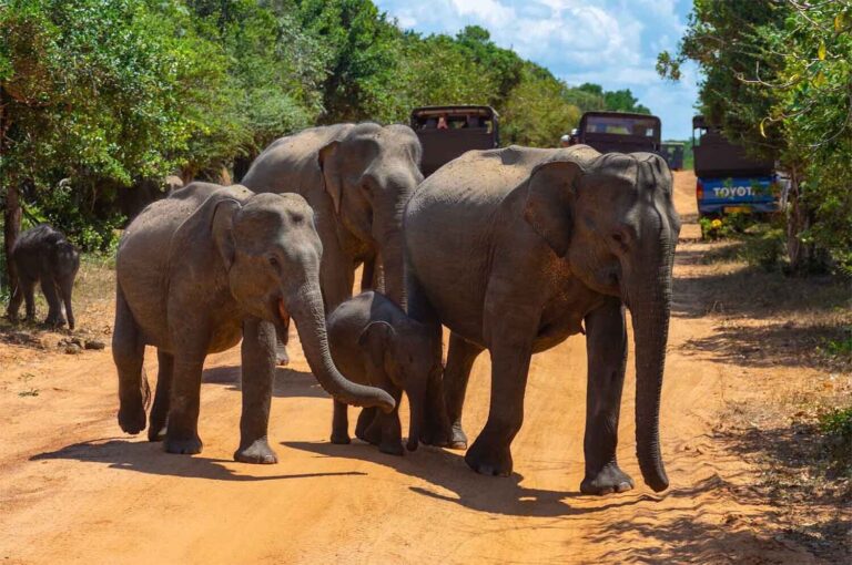day 9 women only holiday to sri lanka 3 2 768x510