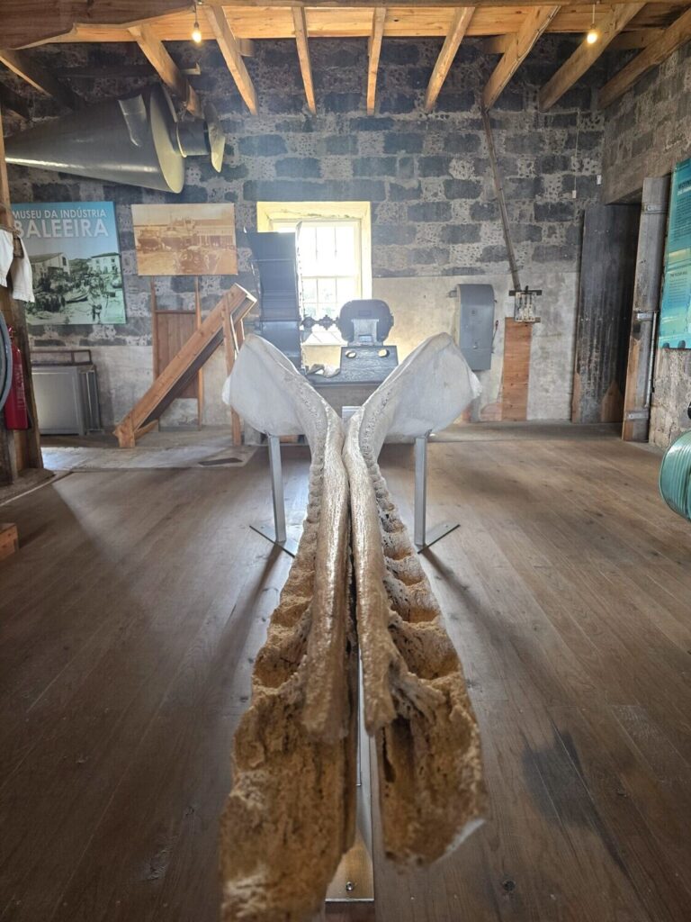 museu baleia CGZK4DtE 768x1024